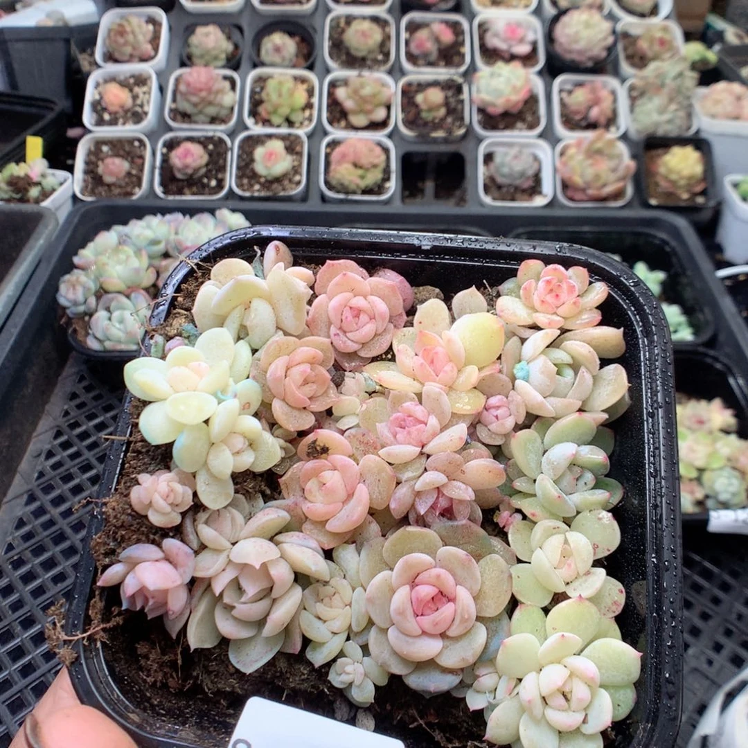 无花朵S130英语英语