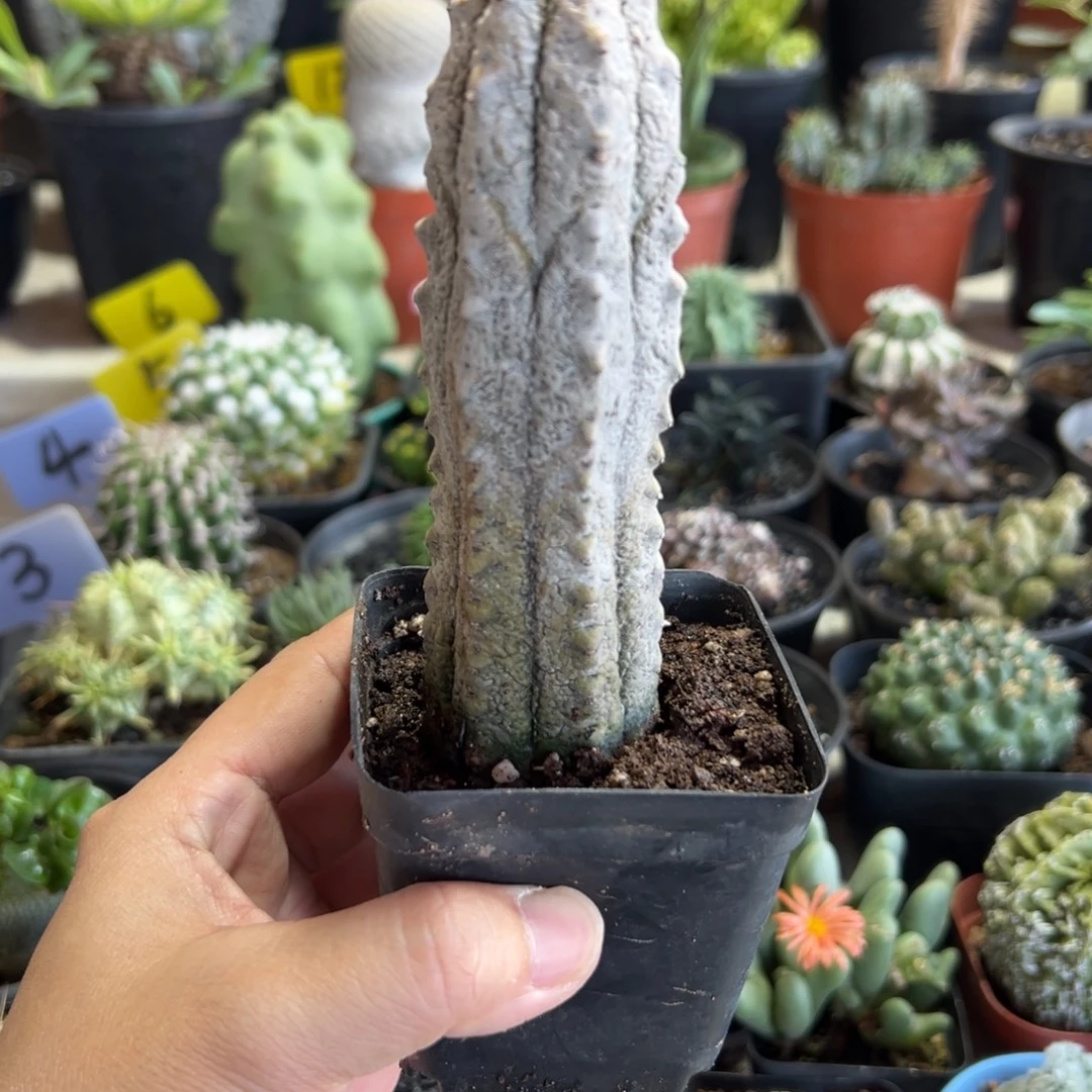 水泥柱带盆1111111111