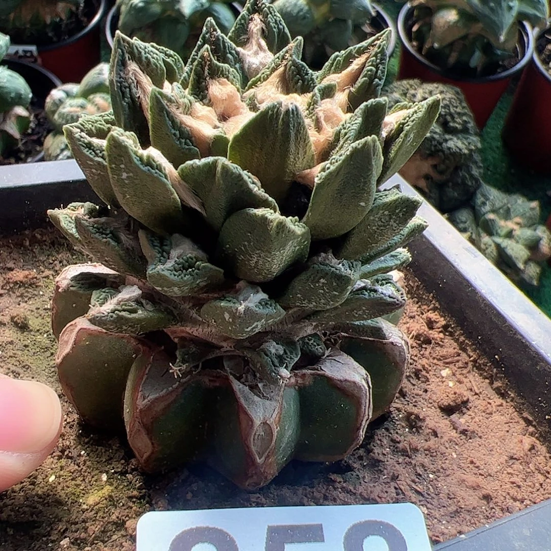 无花朵福利勃氏牡丹858