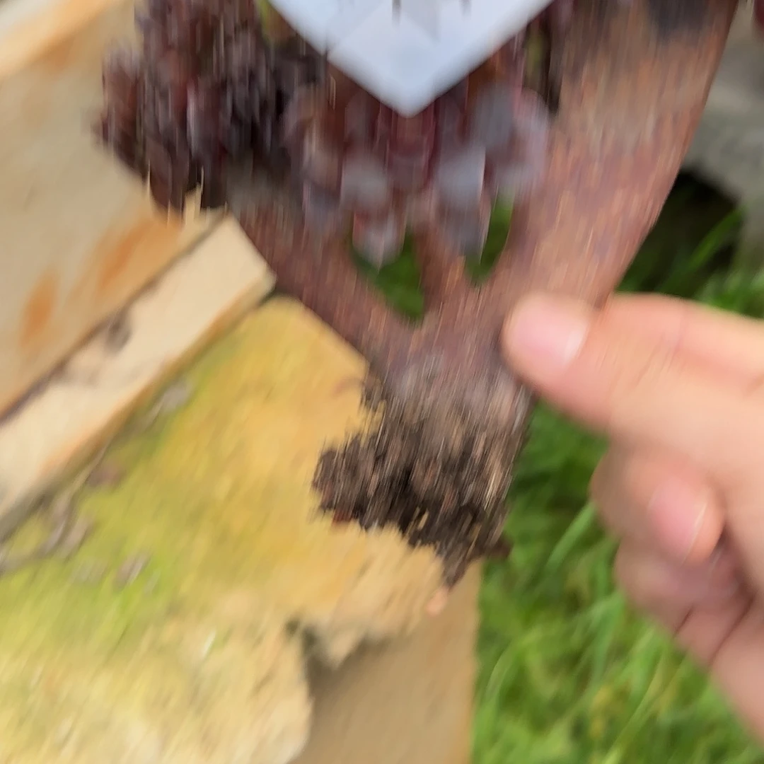 小***儿198多肉  黑美人缀