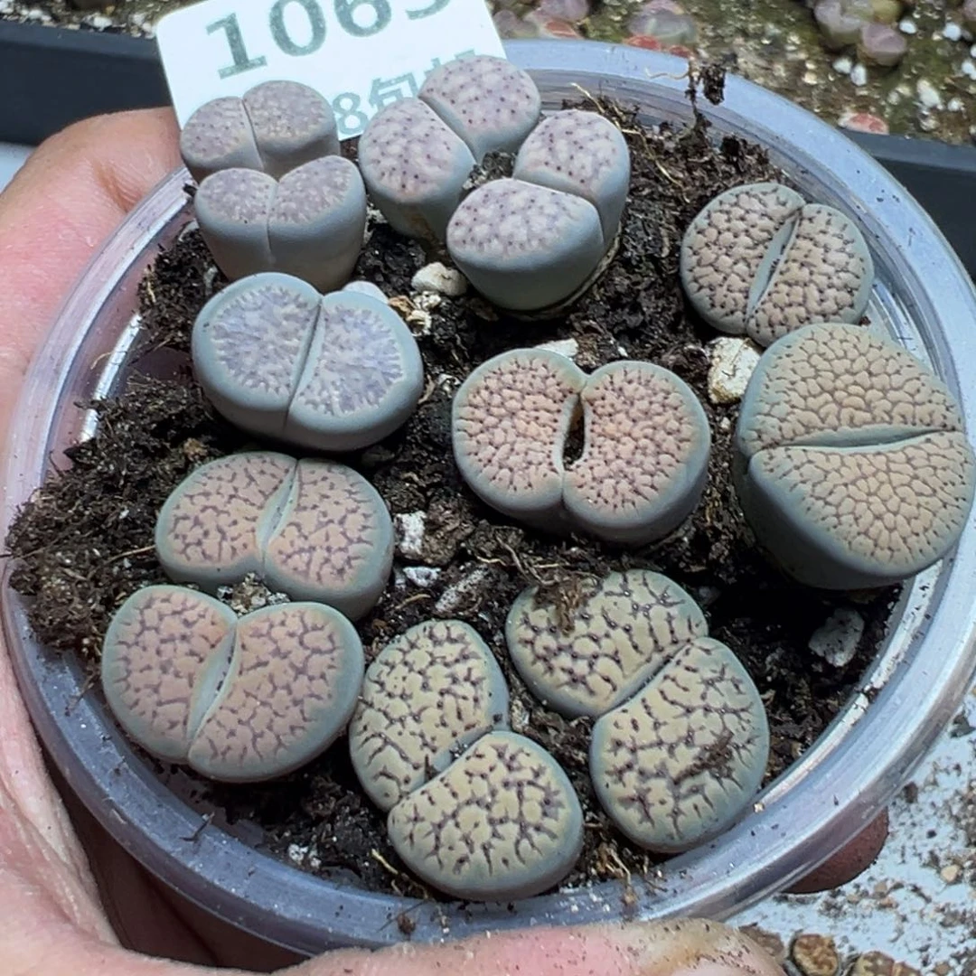 【闪购商品】 1063。
