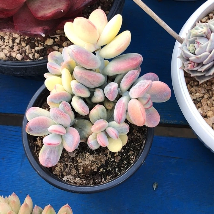 乒乓锦群多肉植物