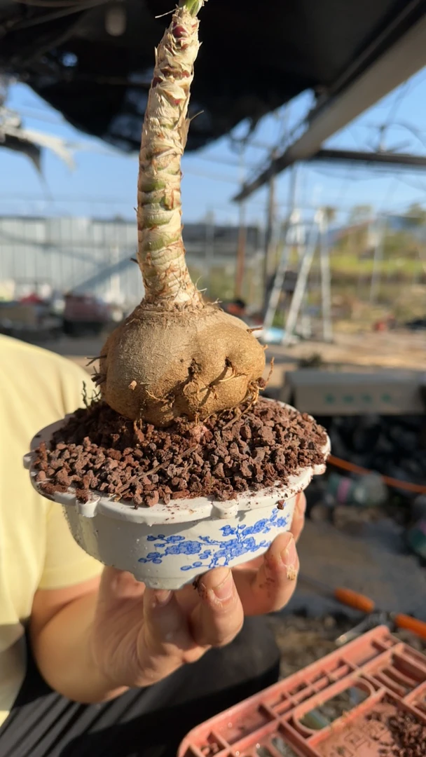 悬浮杯酒瓶兰7-8公分/带水仙盆带土/懒人绿植/