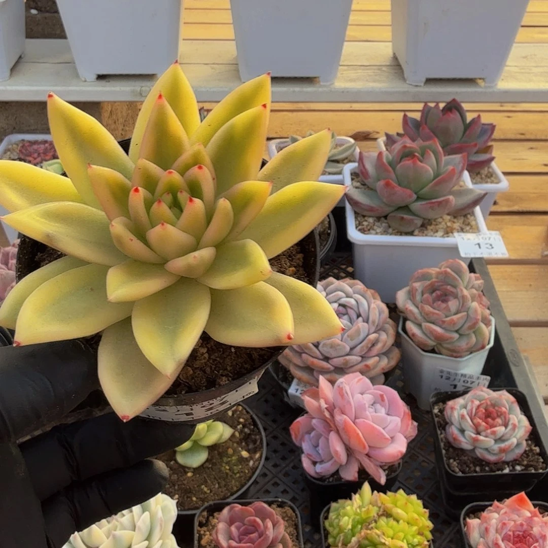 1207-18乌木玛丽亚锦