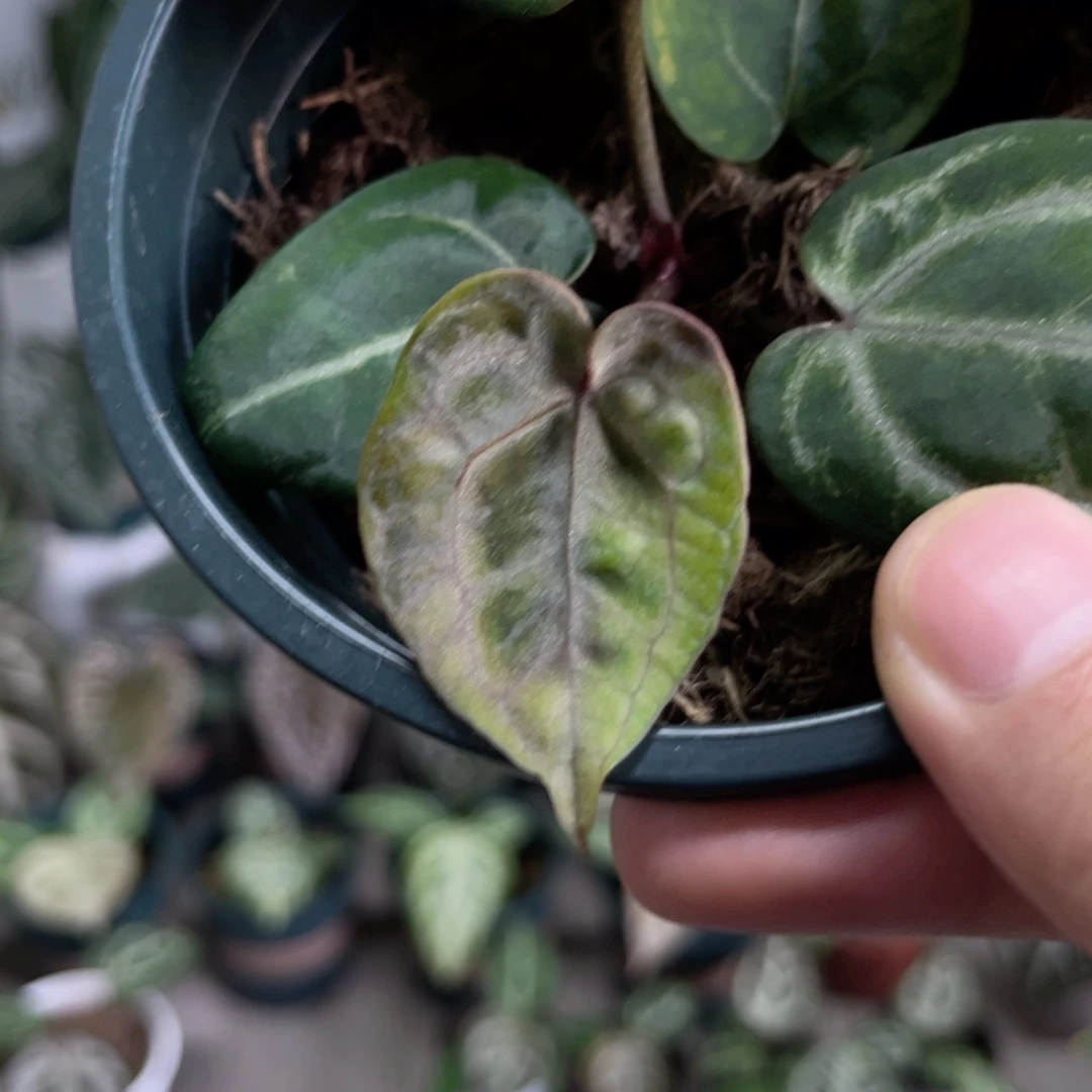 完全开放粉柠檬杂nse