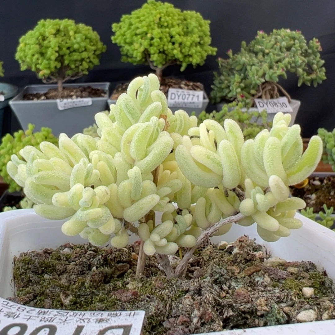 【闪购商品】dy0694橙叶锦冠幅7cm