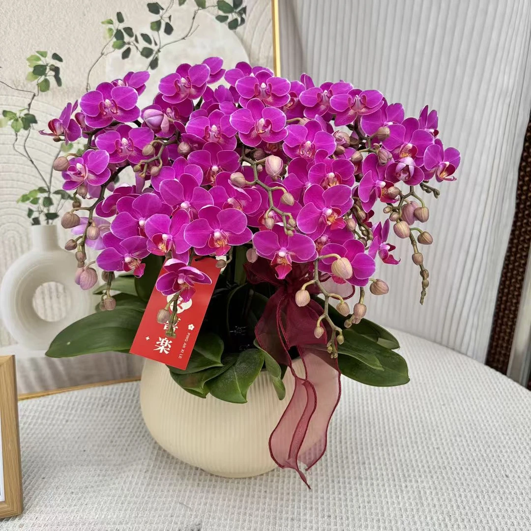 蝴蝶兰《聚宝玲珑》紫红色系花蝴蝶兰 带花带花苞 室内美化新鲜绿植