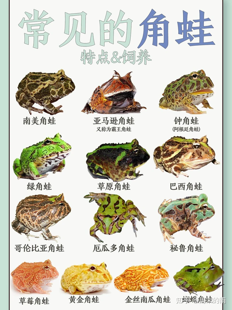 台红钟角，绿钟角，台绿钟角巴西，霸王，蛋黄，抹茶，火龙活体宠物角蛙