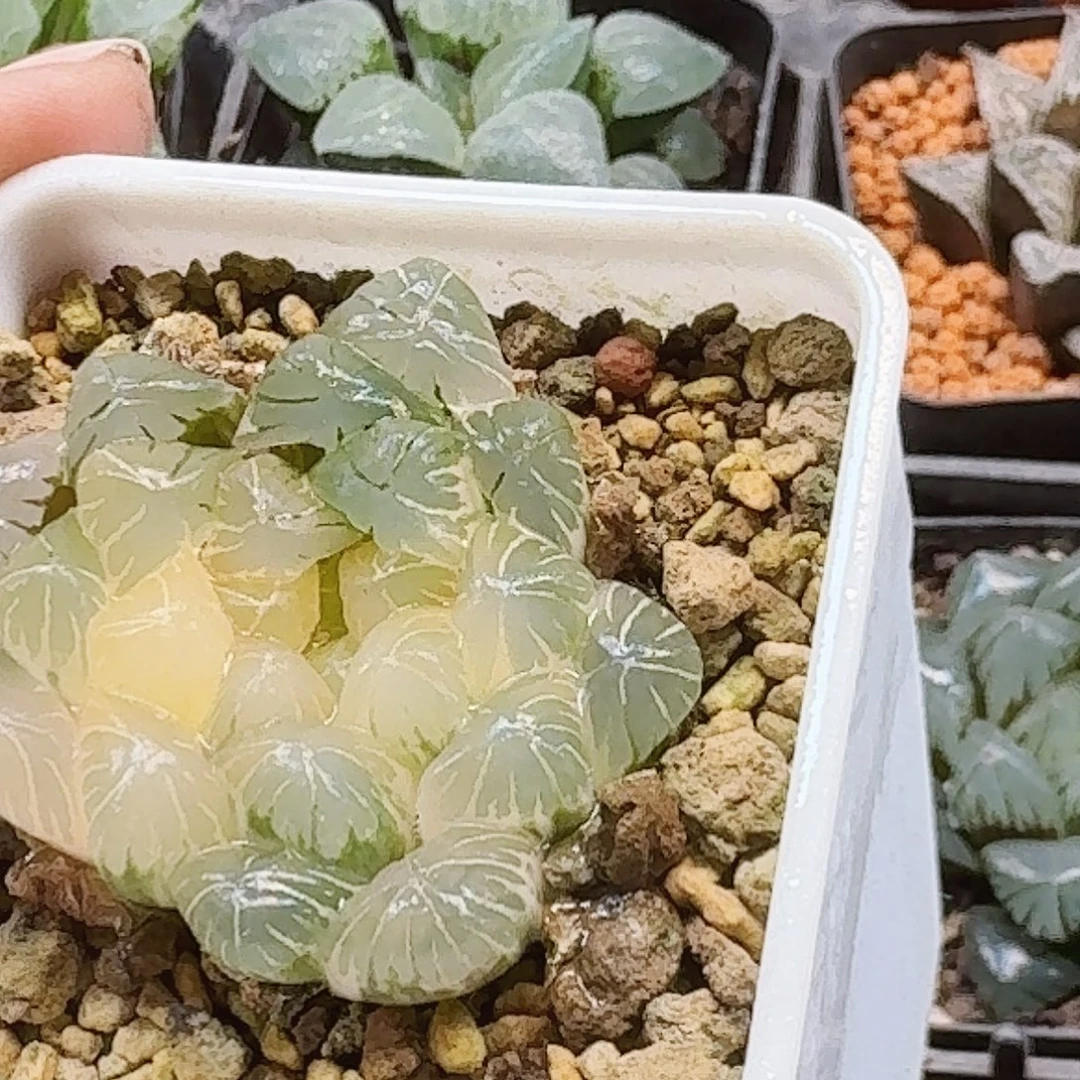 欣***0无花朵十二卷实生冰灯锦福利