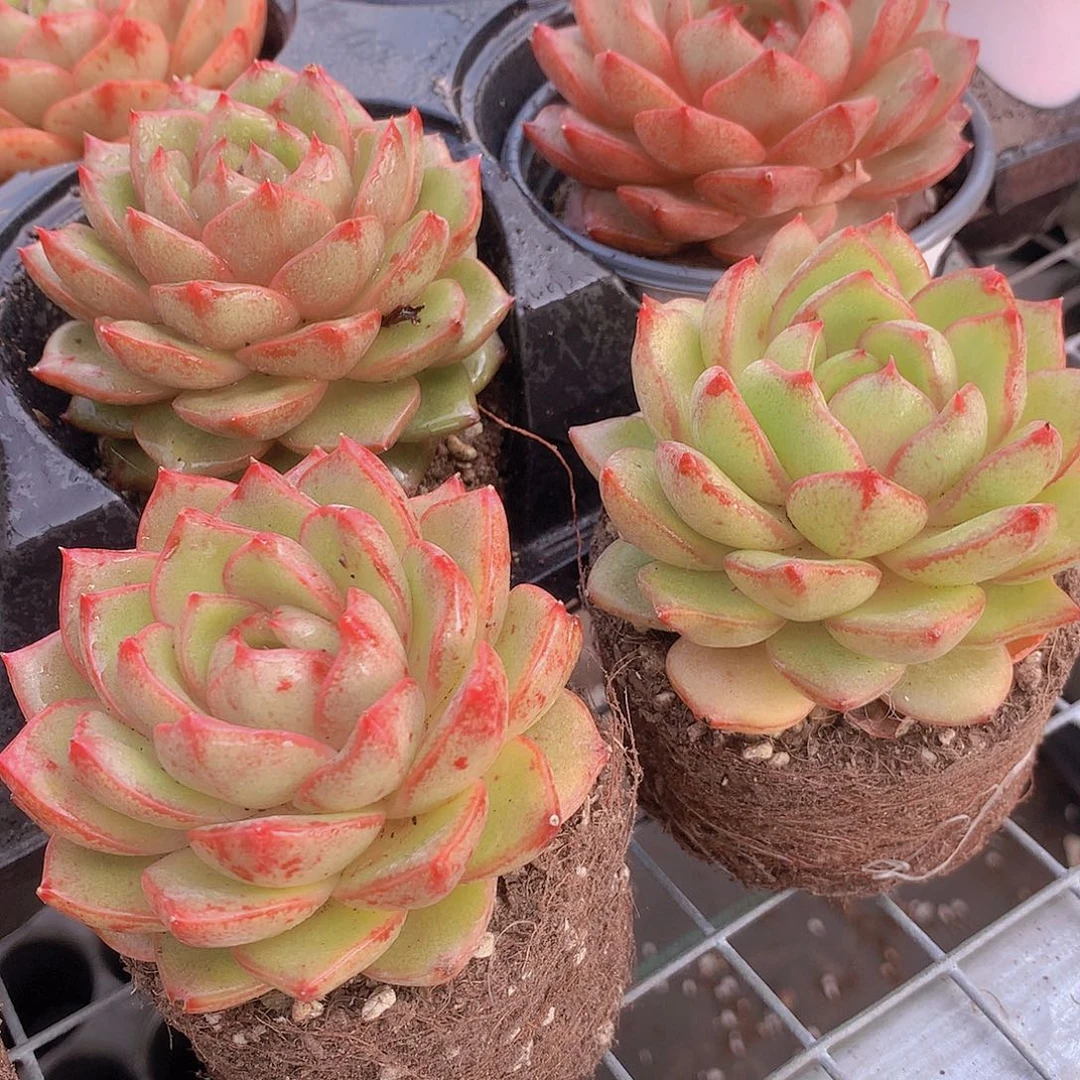 东云杂35677899900000