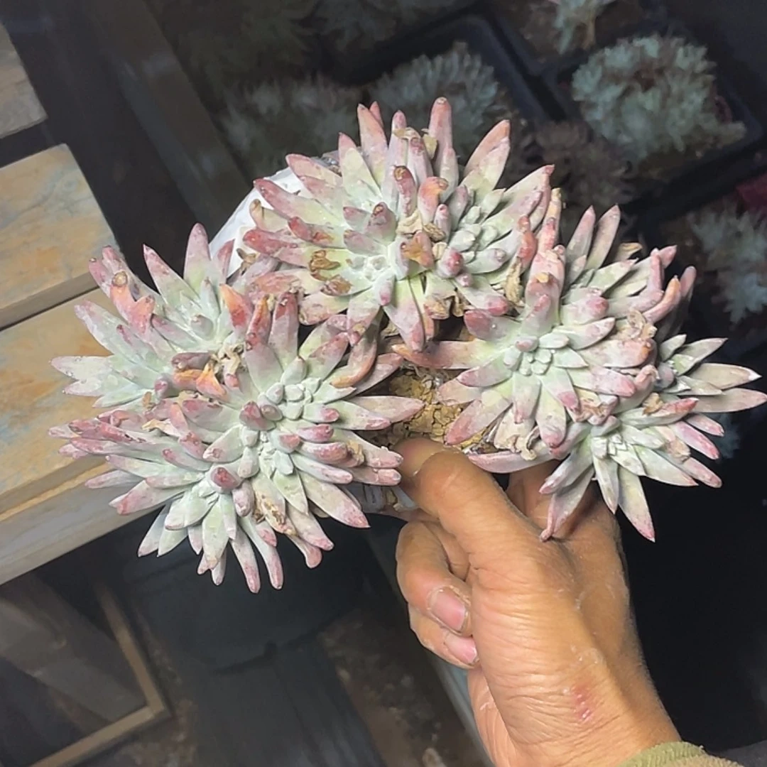 【闪购商品】白姆老庄