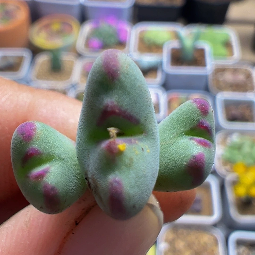 66多肉植物百科植物