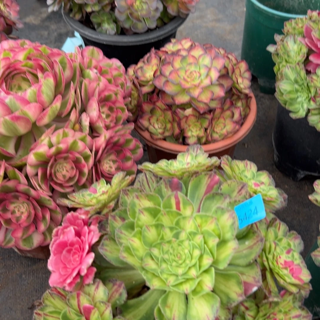 水***15424知否无根多肉植物