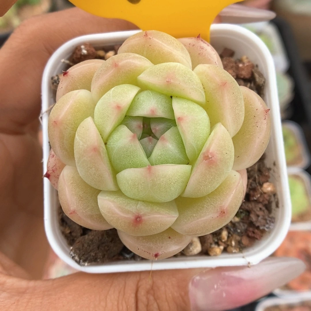 秃子脸麦秆可拍800号。