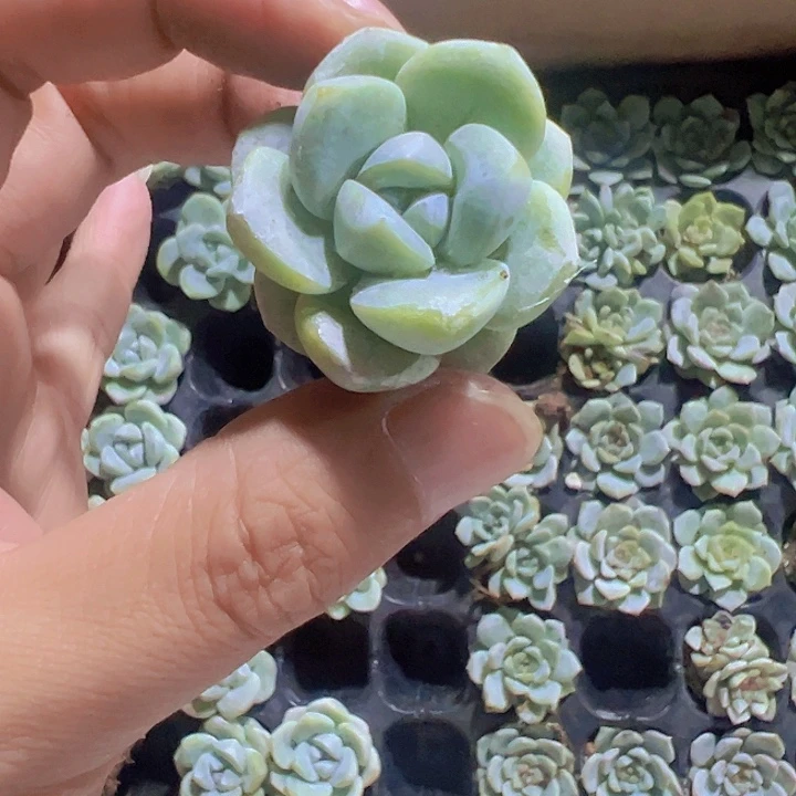 冰玉精品多肉植物
