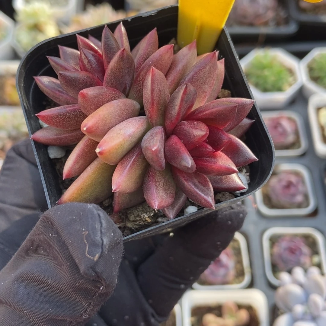 1087丰沛玫瑰多肉植物