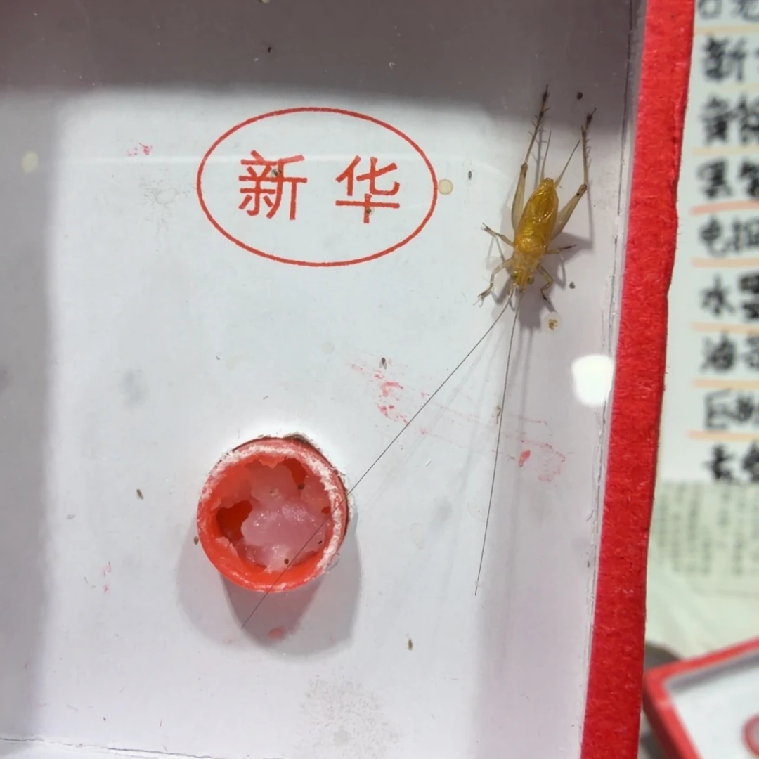 善***己蟋蟀新华断须一条包邮