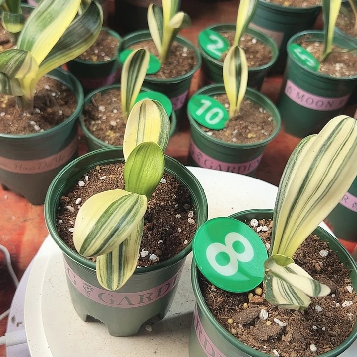 当前无花朵，栽培后可花朵用****1