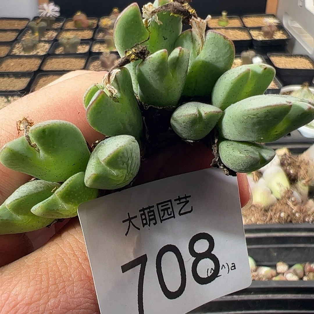 一物一拍。        708
