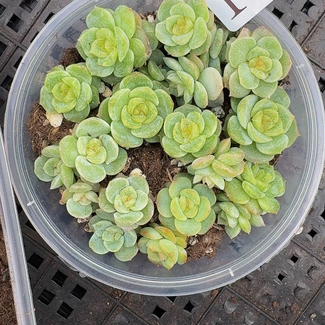 多肉植物多肉植物105
