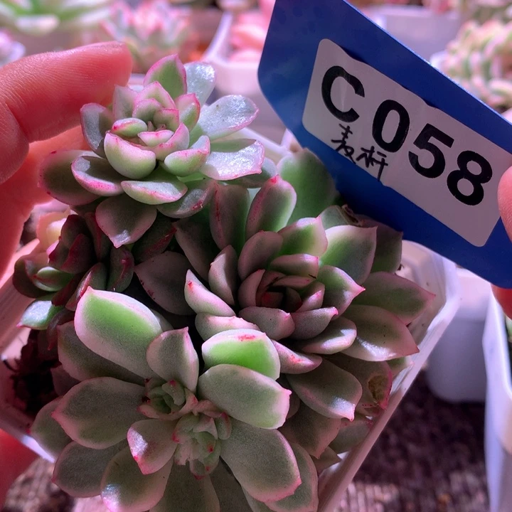 麦秆群生覆轮锦有根