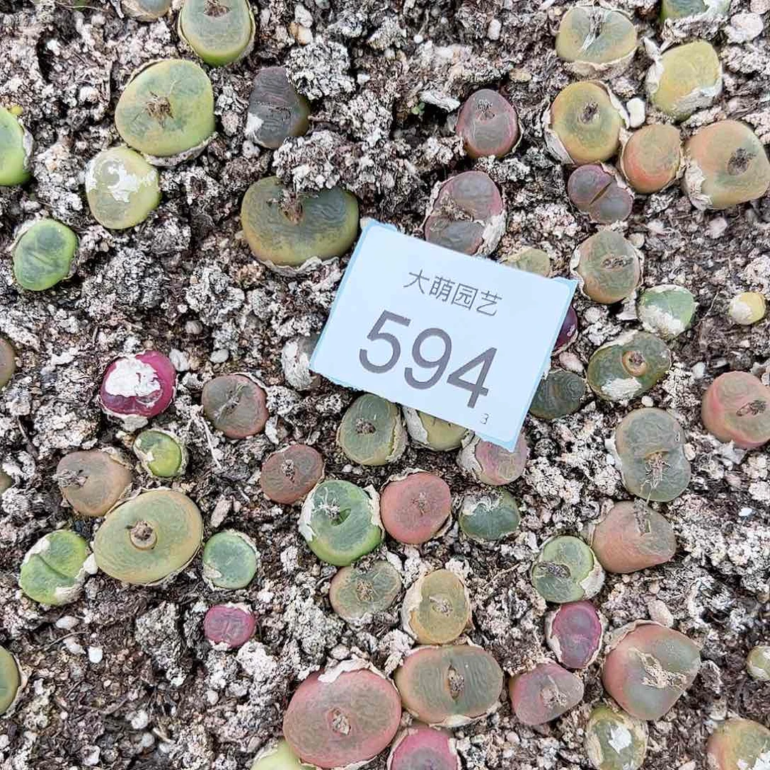 0000594量拍毛汉尼25颗