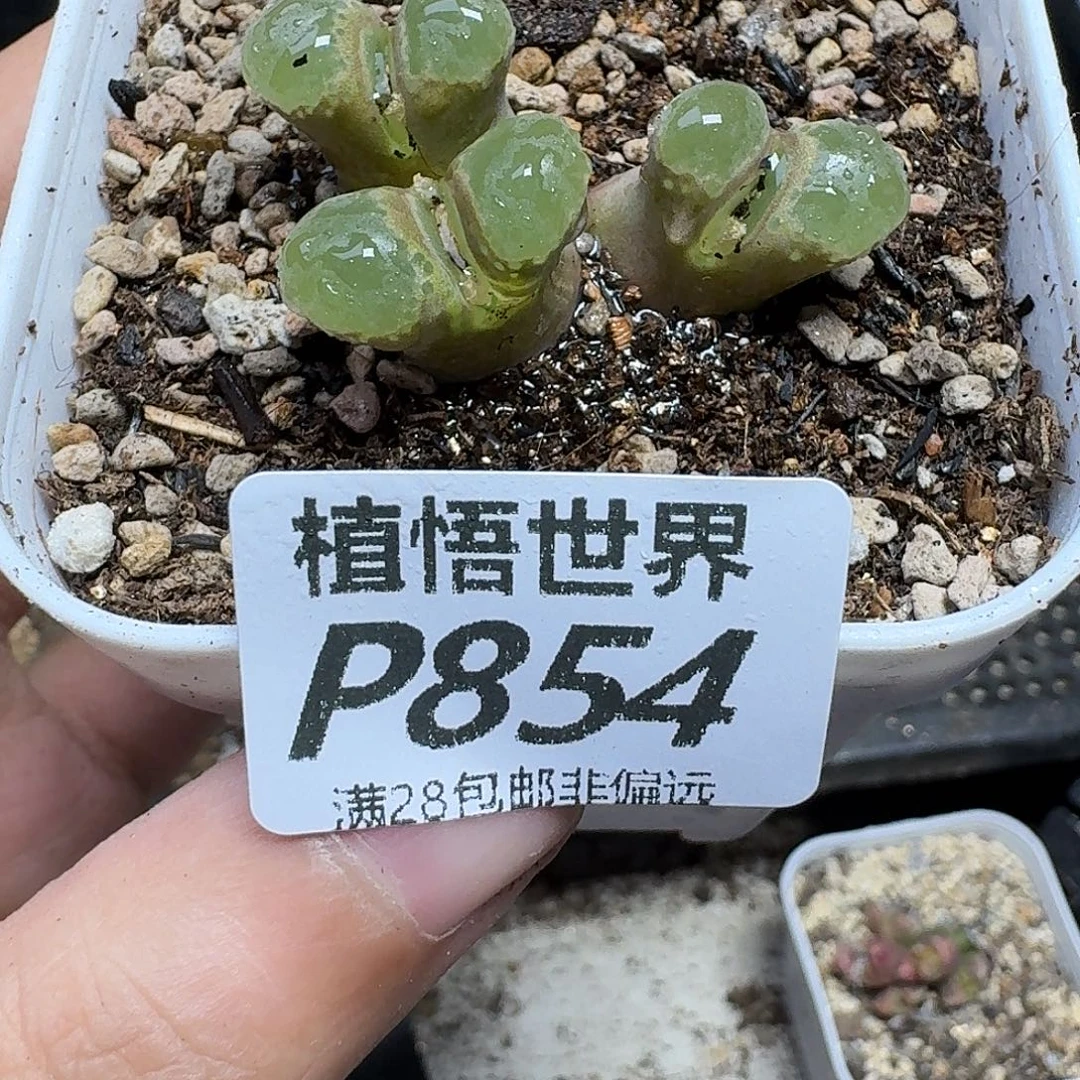 多肉植物是人生fgbn