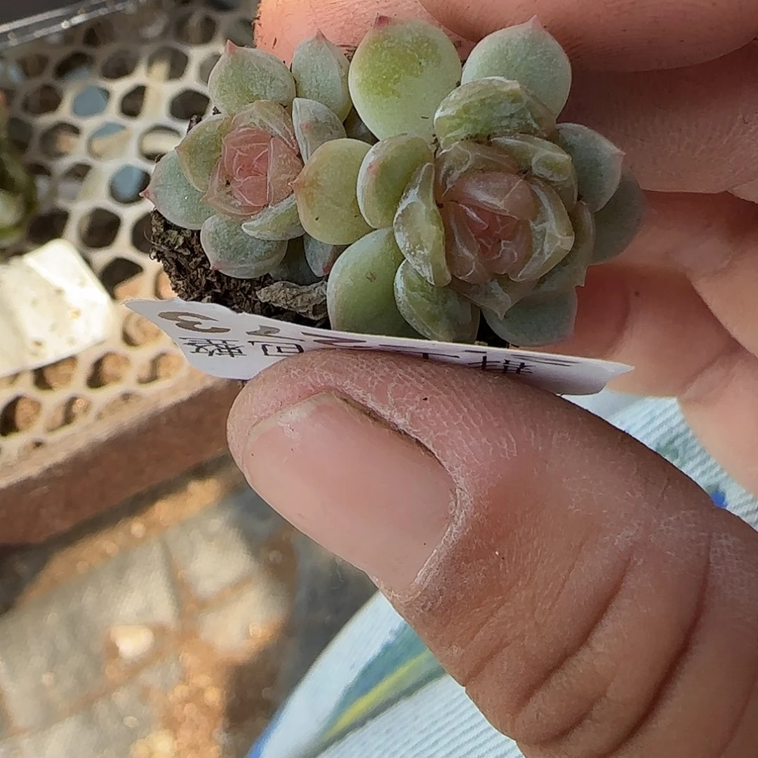 小卡拉米糖心一物一拍27-273