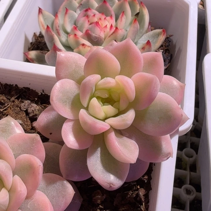 纯爱锦多肉植物一物一拍
