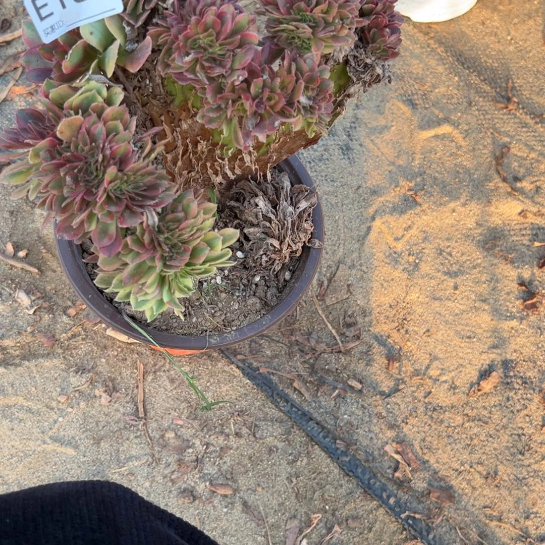 183红袖缀化多肉植物法师