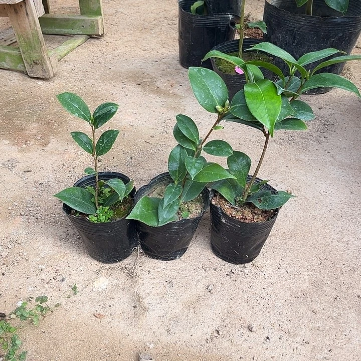 当前无花栽培后可以开花3棵