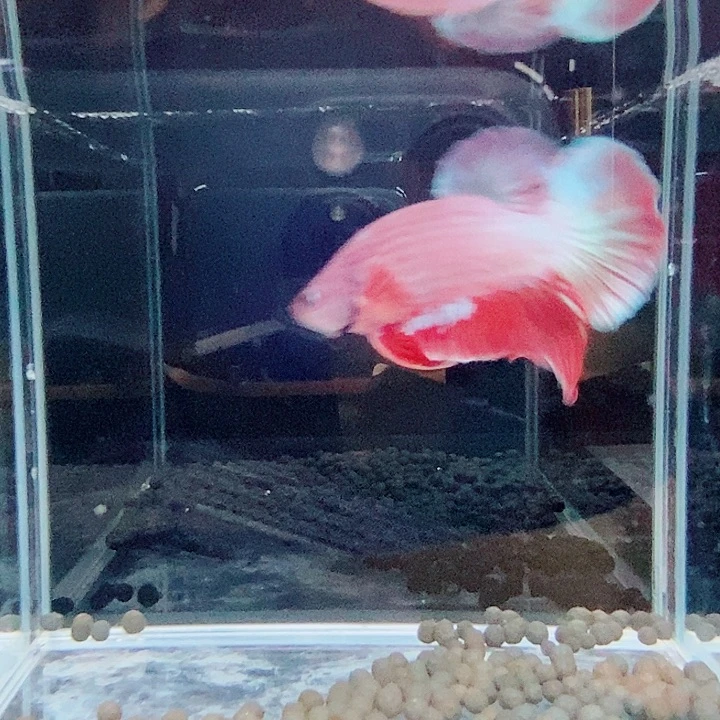 斗鱼黑32号巨斗将军