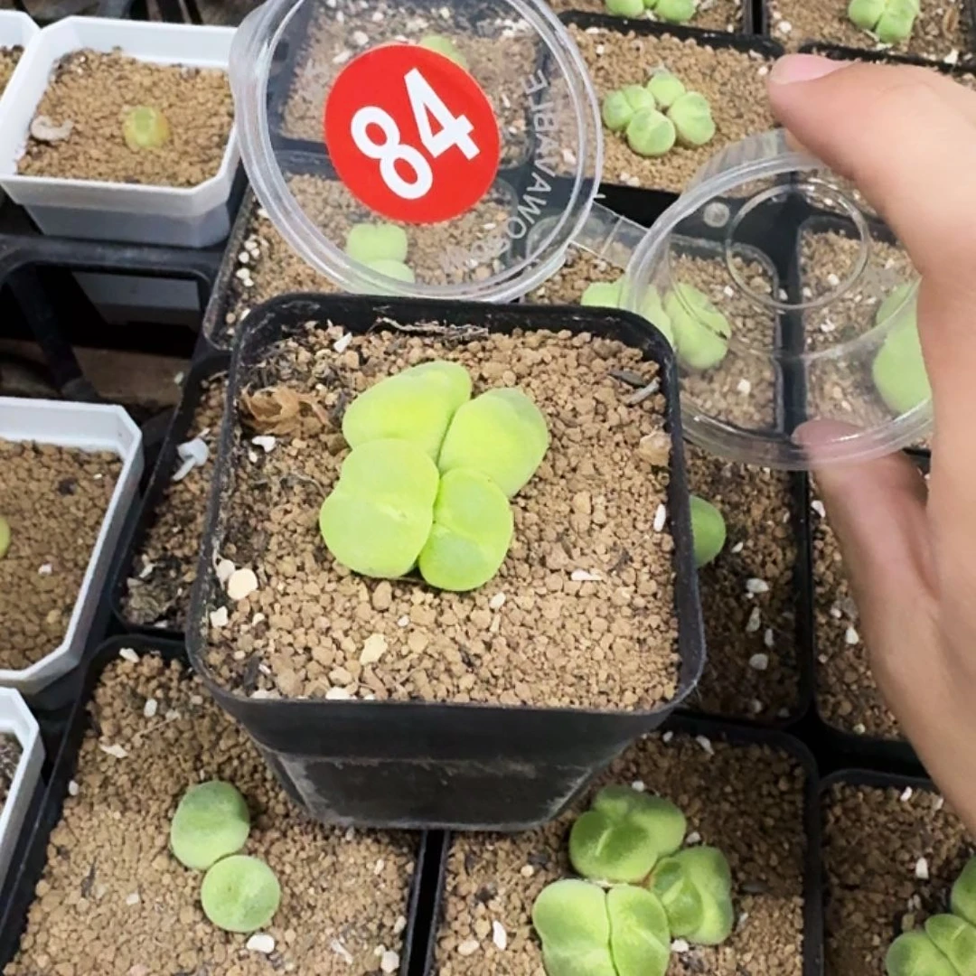 无花朵多肉植物84