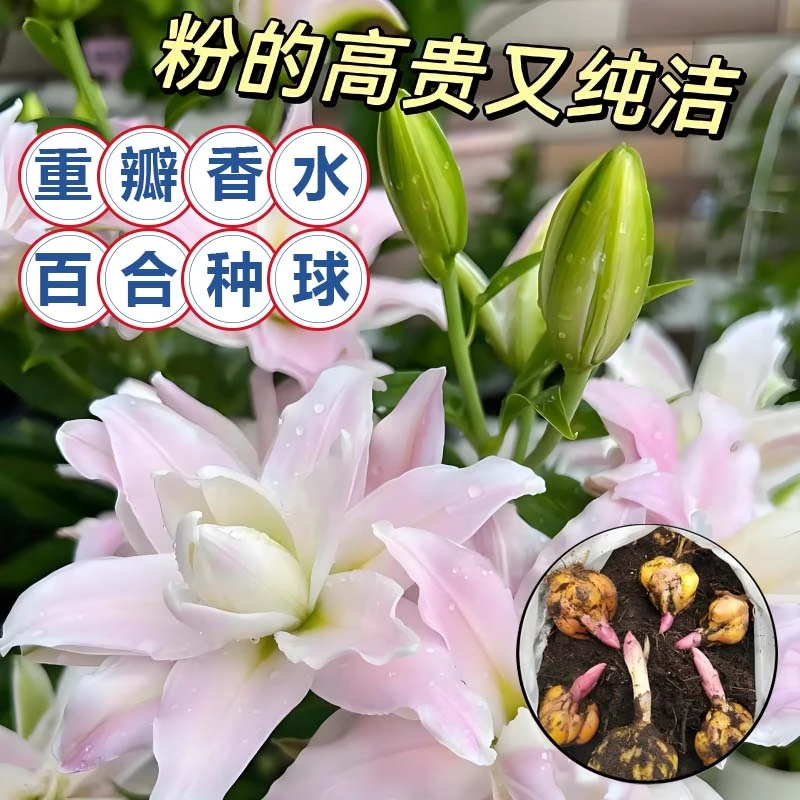 进口香水百合花种球盆栽花卉室内四季种植开花好养活植物花苗种子
