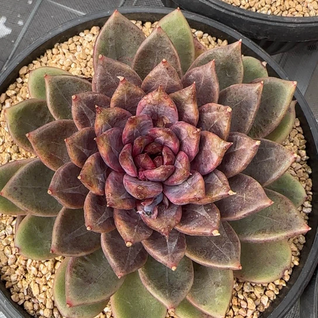 从前慢甄选多肉编号宝格丽玫瑰