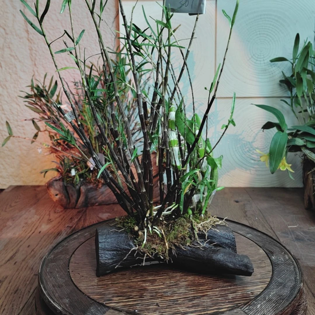 全部花朵367姬竹叶，大花血色，秋石斛花
