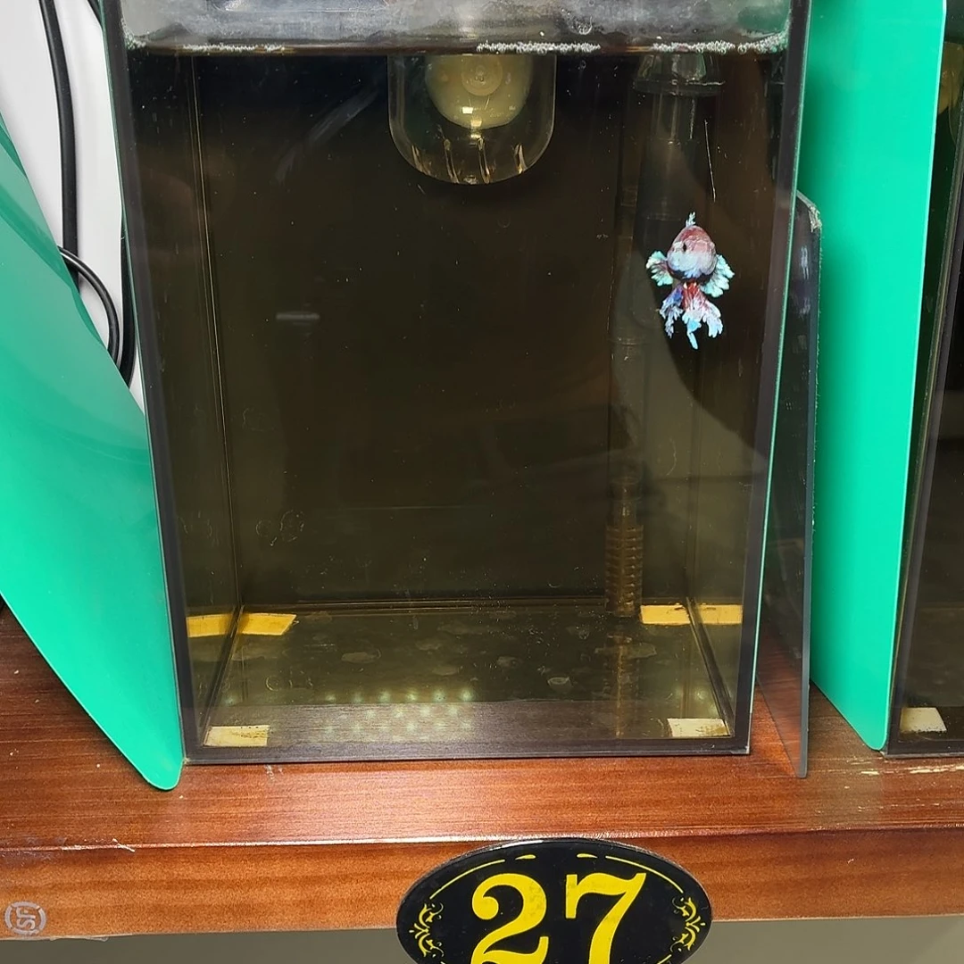 斗鱼紫罗兰绣球将军