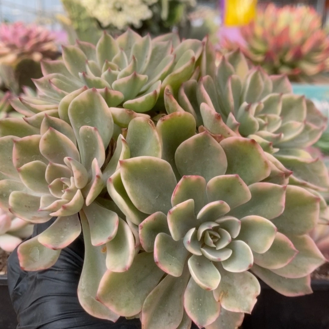 142雨滴锦锦锦锦锦锦