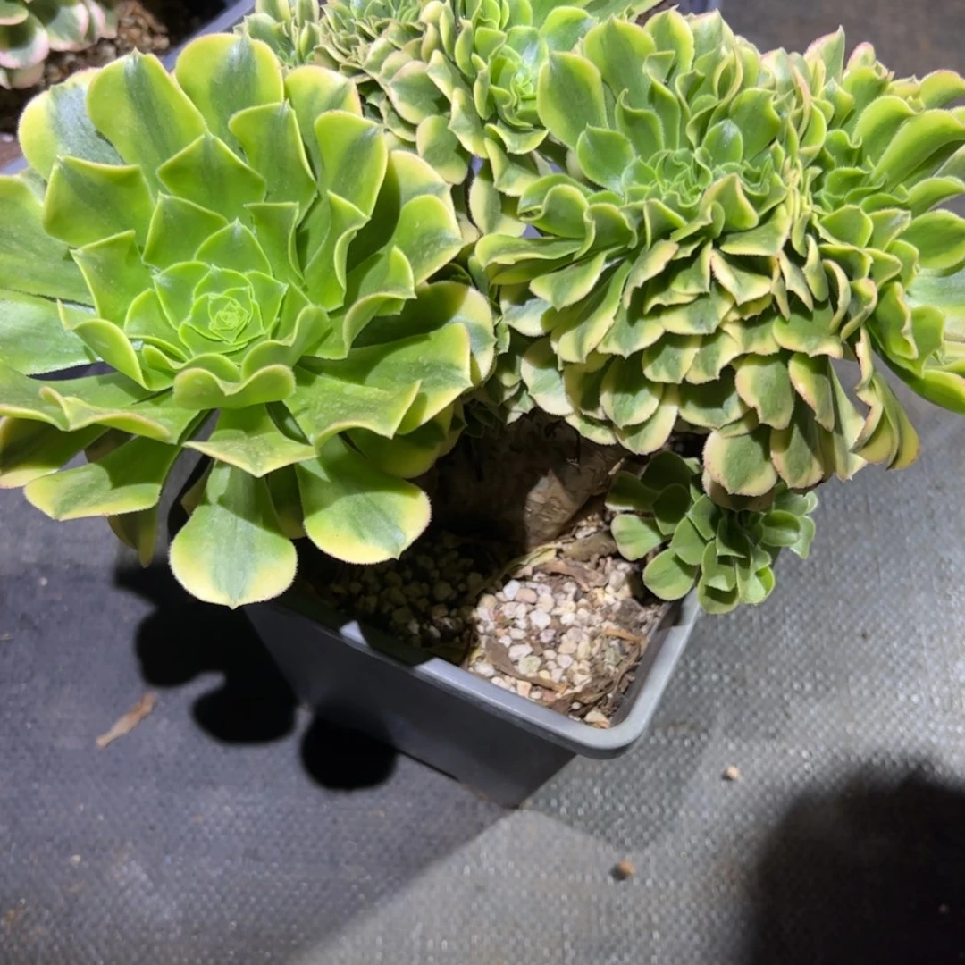 金丝翡翠缀化老桩朵缀