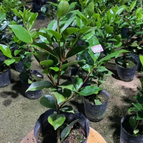 当前无花栽培后可以开花