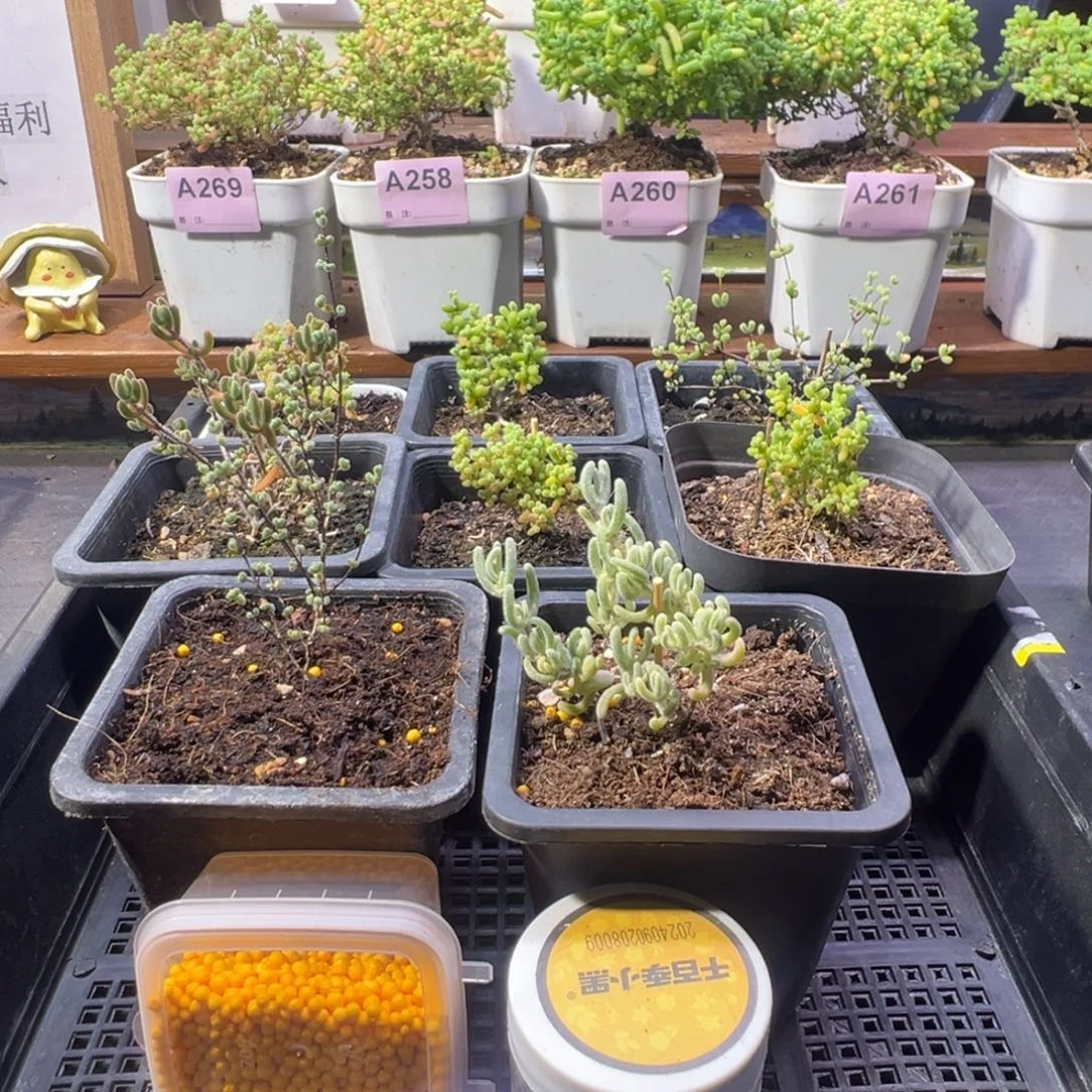 枝干番杏多肉植物A278乐