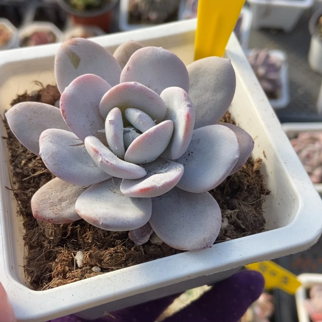 918雪莲多肉植物保护