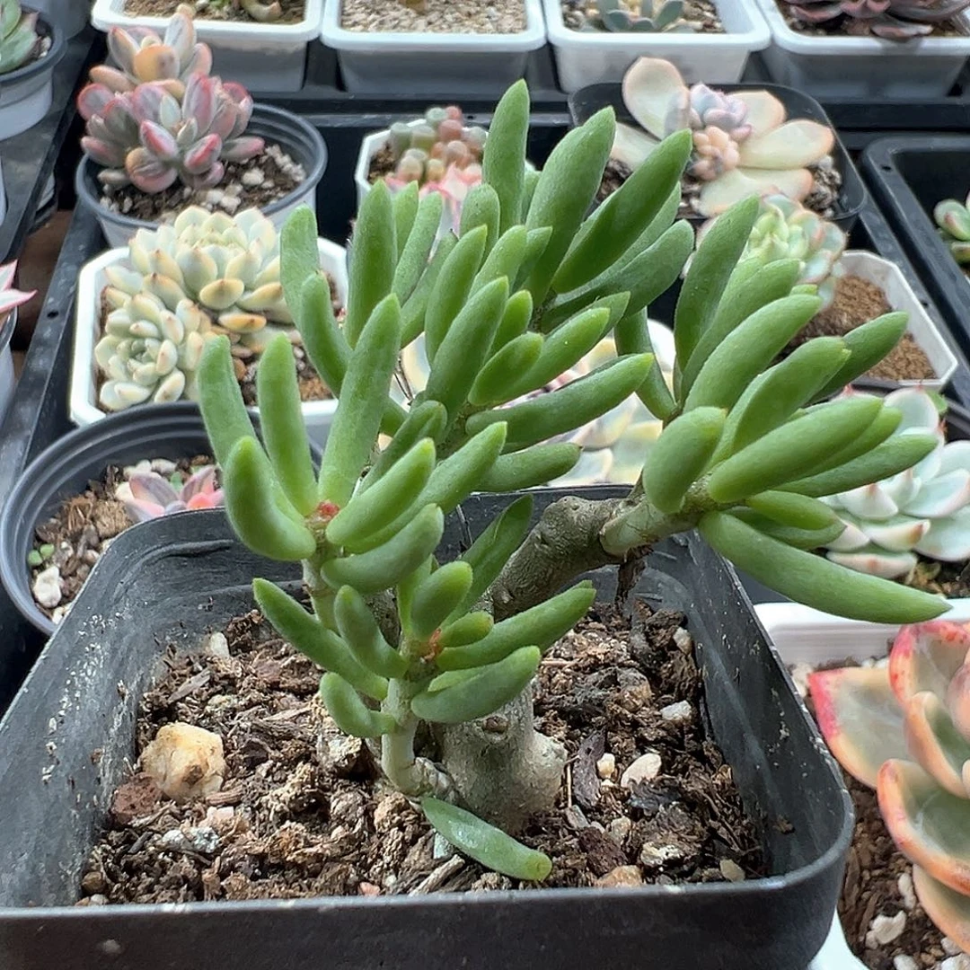 诱惑奇峰锦 小方花圃一物一拍