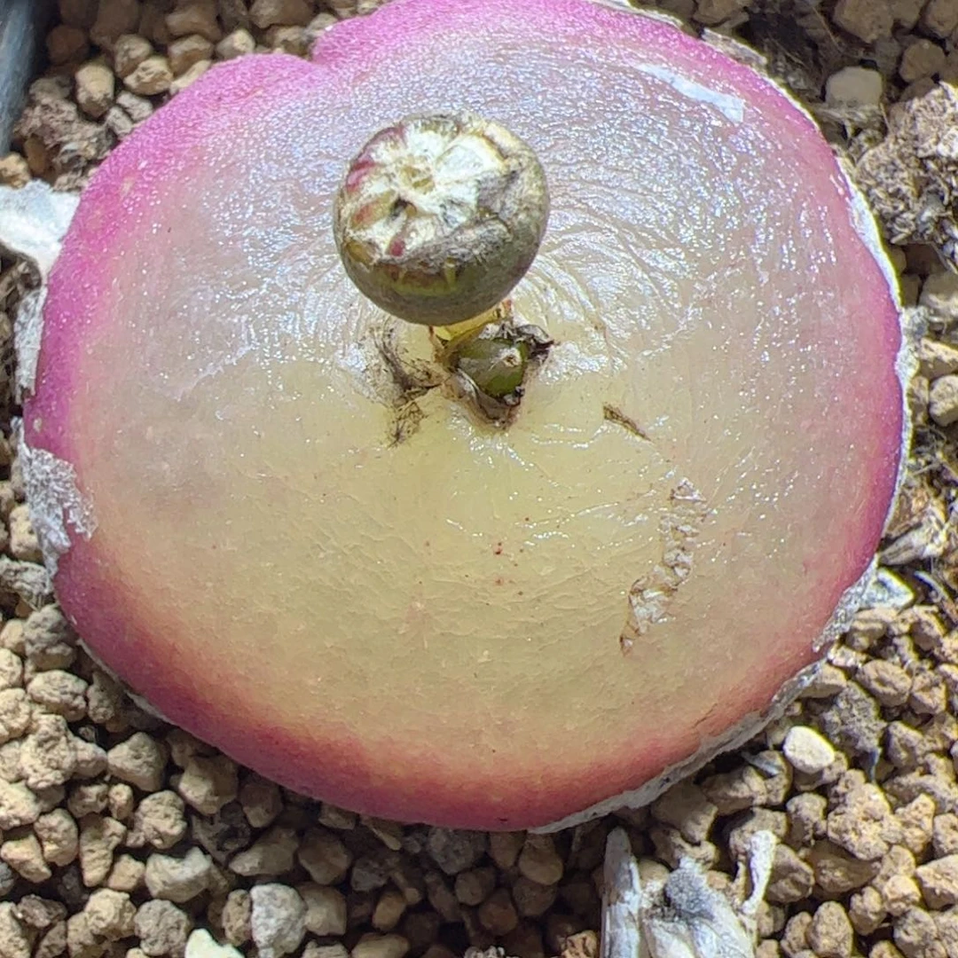 【闪购商品】270 4.2cm巨灯 10年+ 带盆