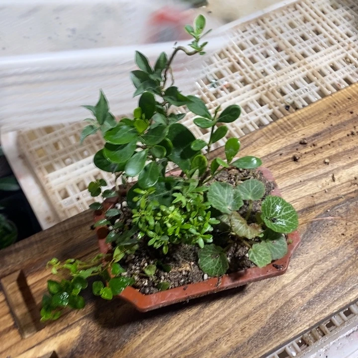苏***曼无花朵退款拉黑一物一拍93