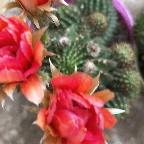 红黑心，5公分左右