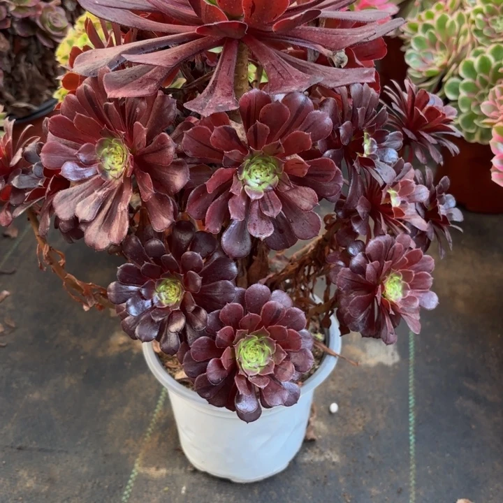 瑞妈多肉园艺414。墨瞳花脸，