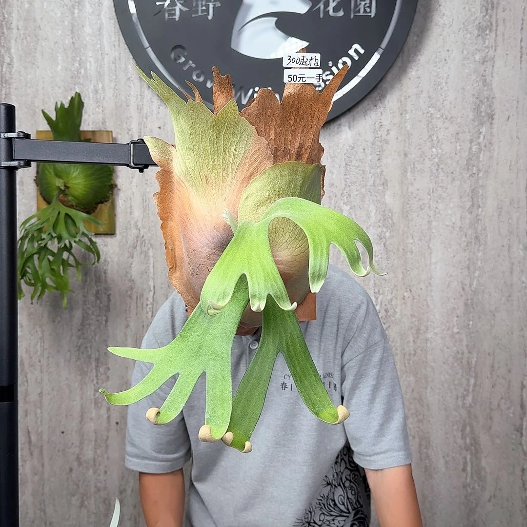 完全开放绿植绿植绿植