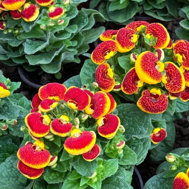 【花总汇】“ 有钱花”荷包花阳台庭院好养活耐寒植株带花苞发货