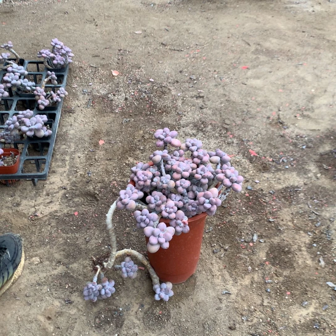 桃蛋老桩不带盆14号